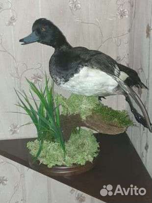 Чучела птиц