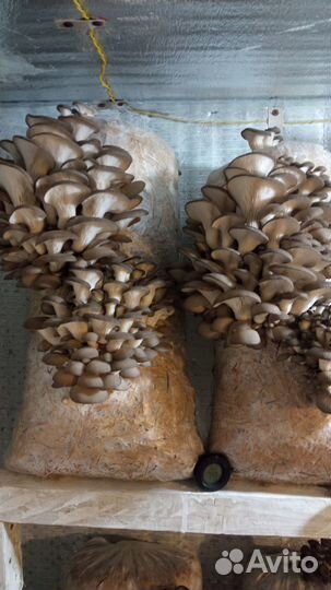 Грибы вешенка свежая и маринованные