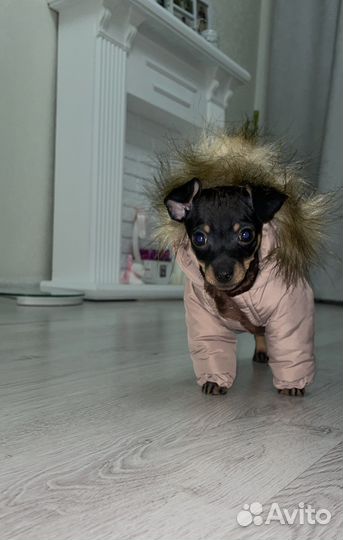 Куртка для мелких собак