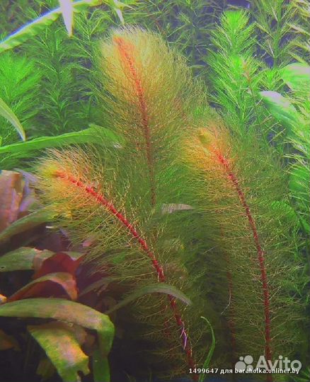 Аквариумные растения