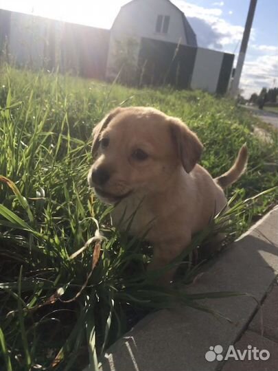 Собака в добрые руки отдам бесплатно девочка