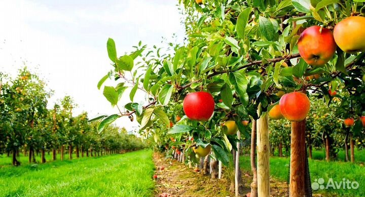 Вахта Сборщик