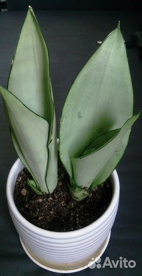 Комнатные растения цветы