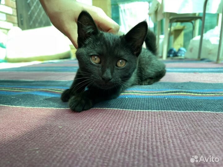 Черный котенок в добрые руки
