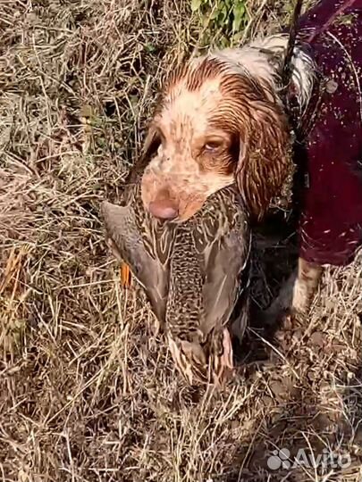 Вязка Русский охотничий спаниель