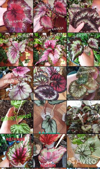 Детки и листья Бегоний разных