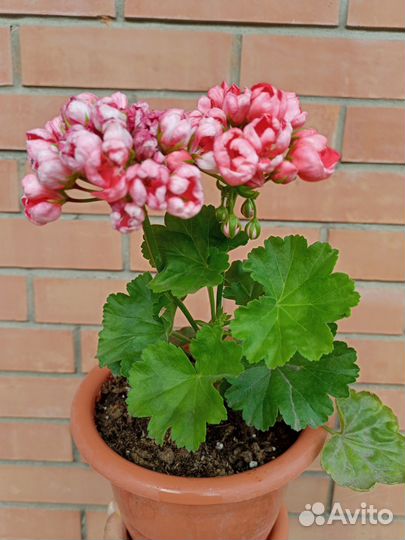 Пеларгония герань