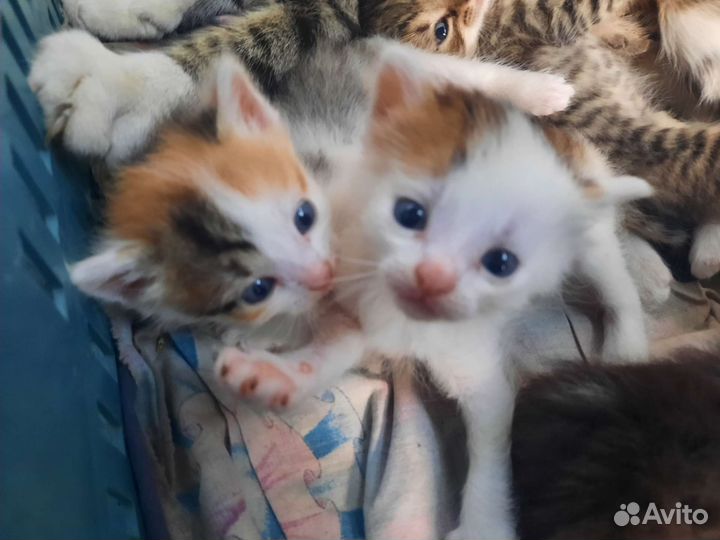 Котята в добрую семью