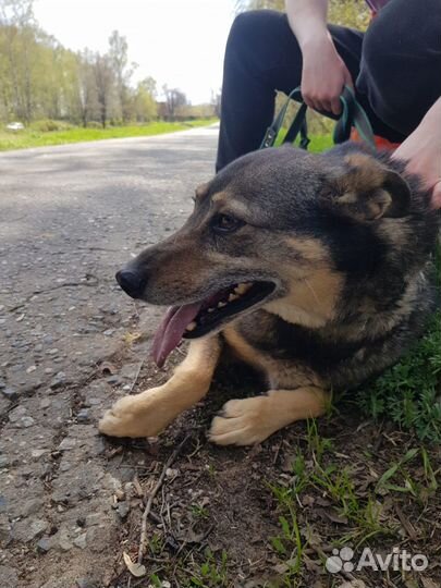 Приезжайте в приют для прогулок с Лялей