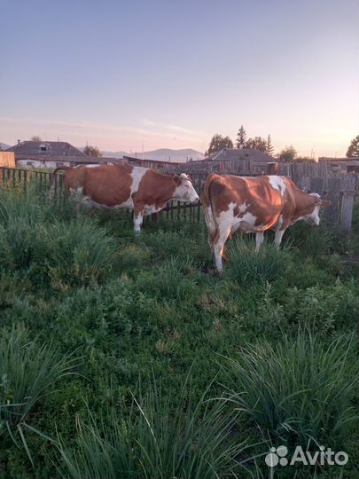 Продам каров