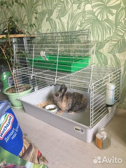 Отдам 1 Декоративного кролика