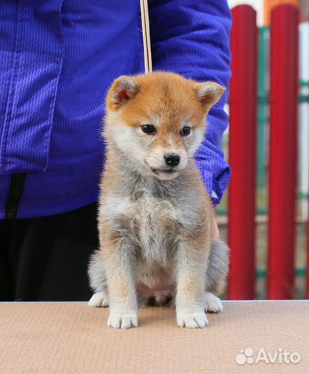 Сиба ину девочка