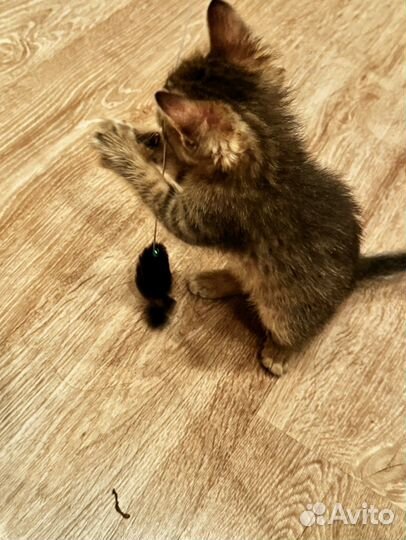 Отдам котенка в добрые руки