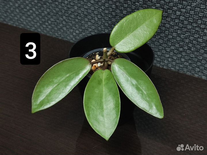 Хойи. Сильвер Доллар