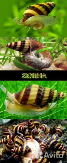 Улитка хелена