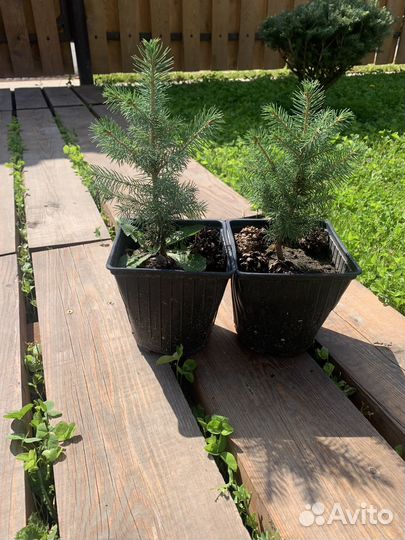 Ель глаука 20 см