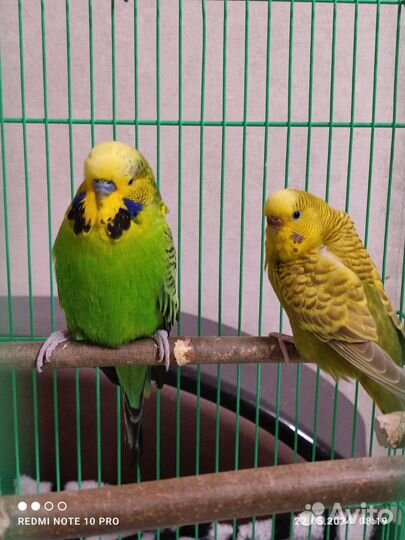 Волнистый попугай чех