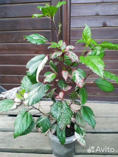 Гибискус комнатный снежная королева