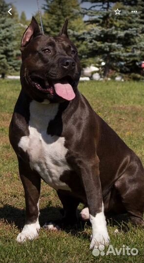 Щенки стаффорда