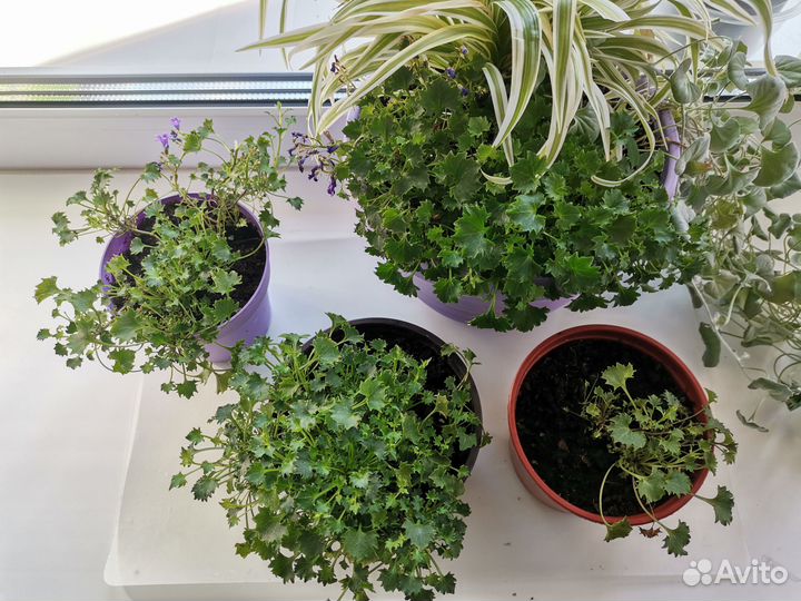 Кампанула меланькие сиреневые колокольчики Москва