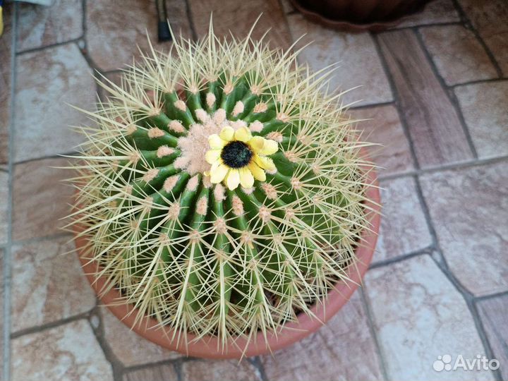 Кактус Грузони, Драцена Душистая, Хойя Публикалис