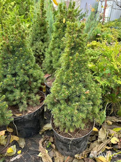 Ель канадская Коника