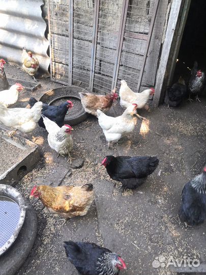 Инкубационное куриное яйцо домашнее