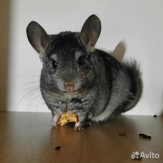 Шиншилла самец