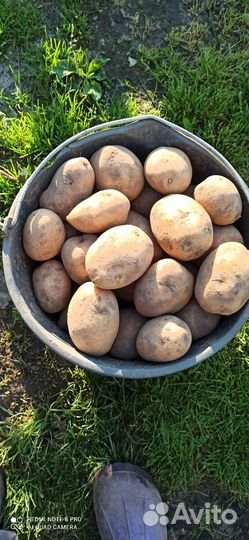 Картофель