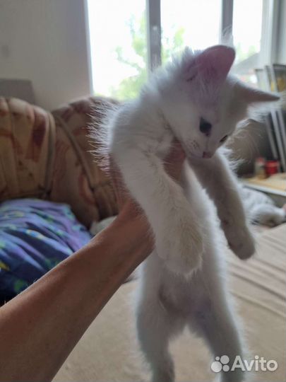 Котята в добрые руки бесплатно