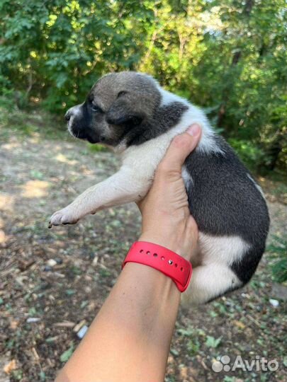 Щенок помесь австралийский овчарки и бордор колли