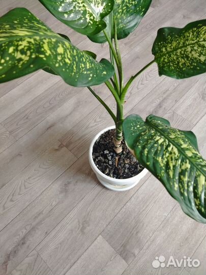 Диффенбахия