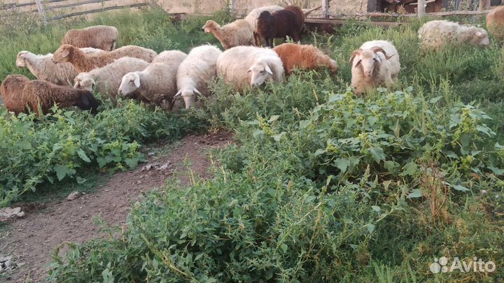 Овцы бараны
