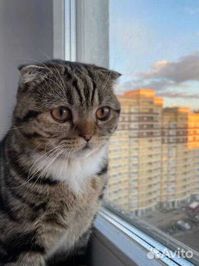 Шотландский кот вязка