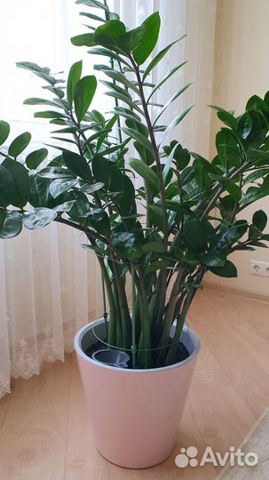 Замиокулькас