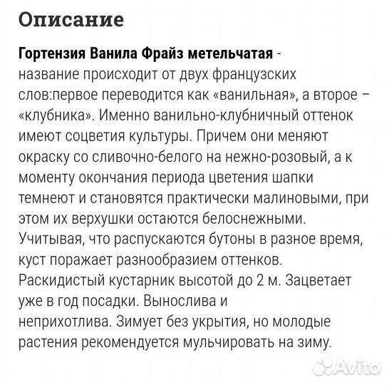 Гортензия метельчатая