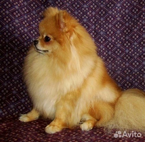 Ласкуша померанский шпиц