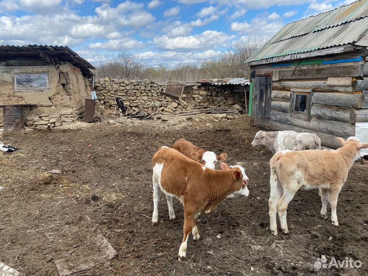 Продается телка