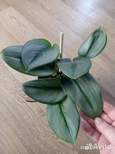 Филодендрон, сциндапсусы, эпипремнумы