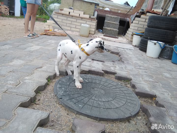 Щенки далматина
