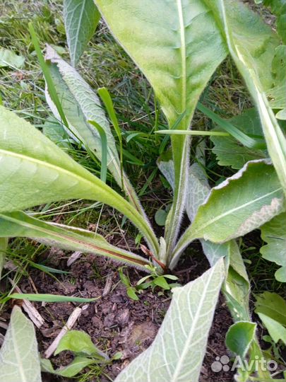 Девясил, золотой ус, бадан, ежевика садовая, дуб