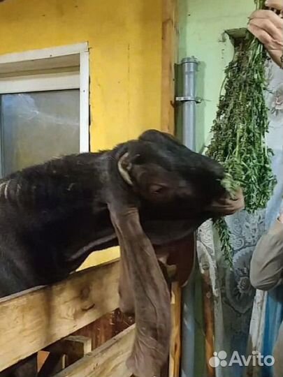 Козел камори вязка