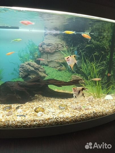 Аквариум с рыбками бу