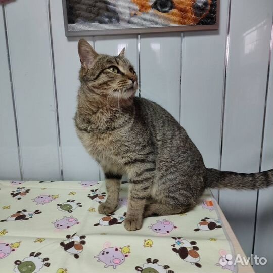 Котик бесплатно