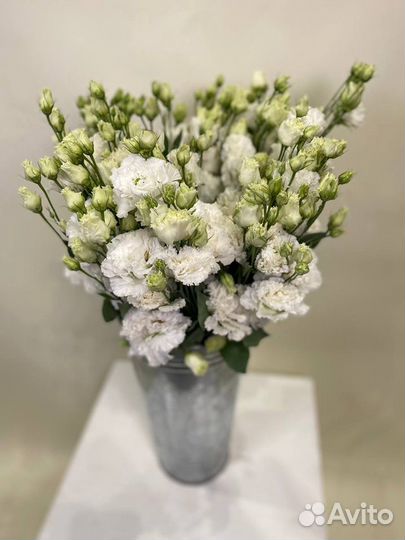 Эустома Розита Вайт