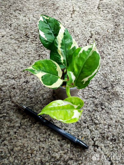 Комнатные Лианы/Эпипремнум/Сциндапсус/Филодендрон