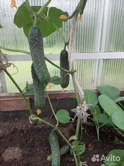 Рассада огурцов и свежие огурчики