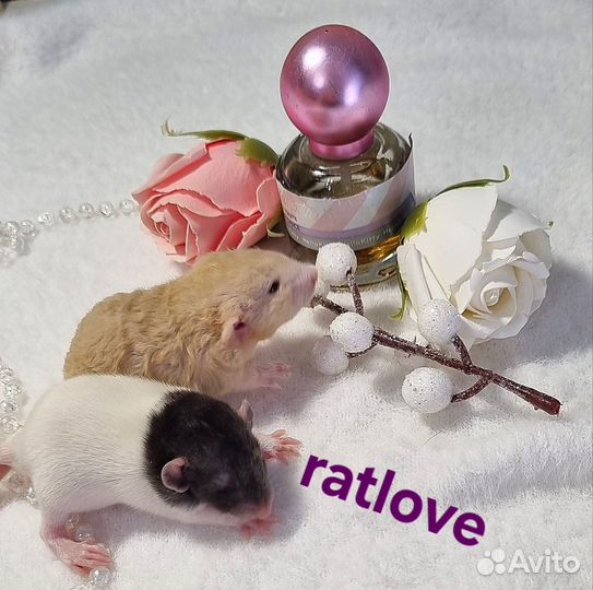 Крысята девочки питомник