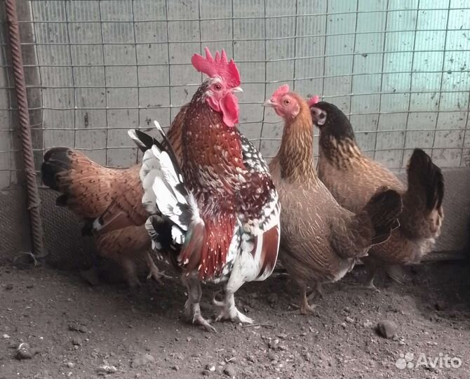 Куры петухи