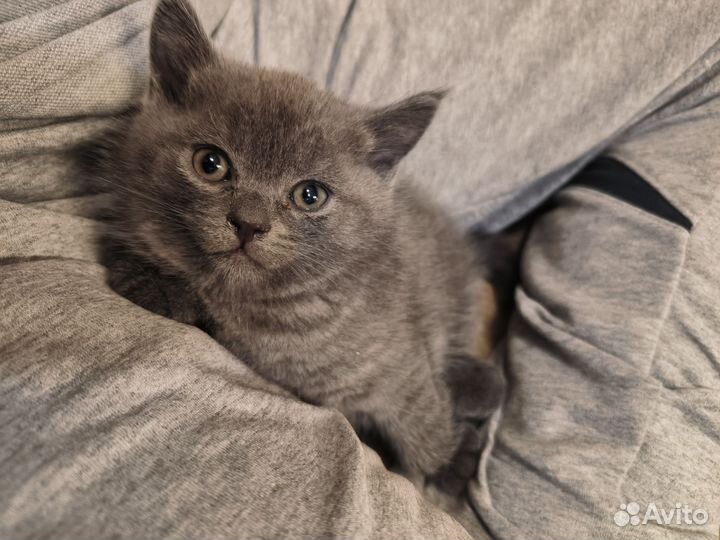 Британские котята
